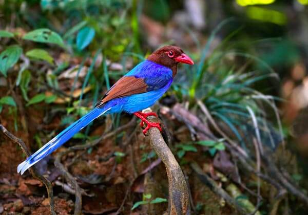 BIRD WATCHING in Sri Lanka