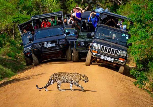 JEEP SAFARI IN YALA in Sri Lanka