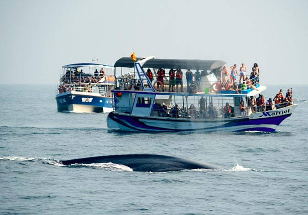 MIRISSA WHALES WATCH in Sri Lanka