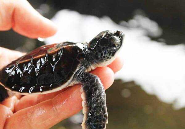 TURTLES IN KOSGODA in Sri Lanka