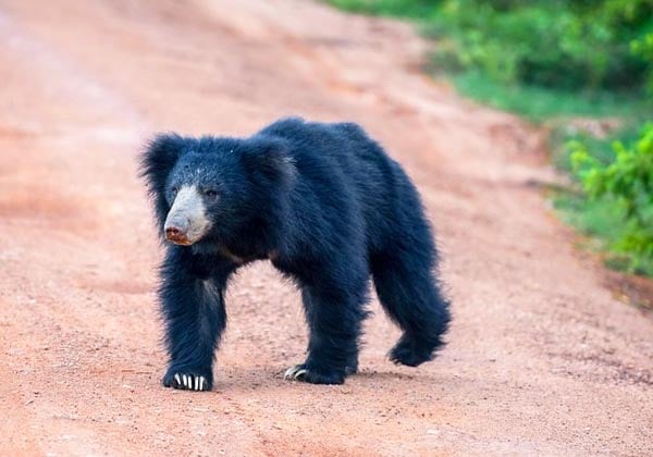 Wilpattu National Park